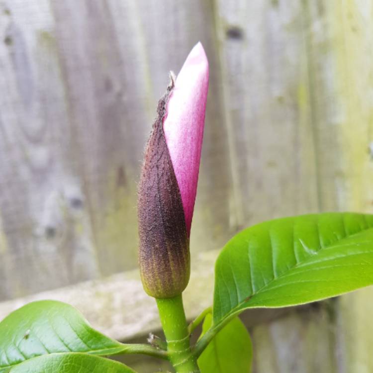 plant image 1479172 plant image 1479172