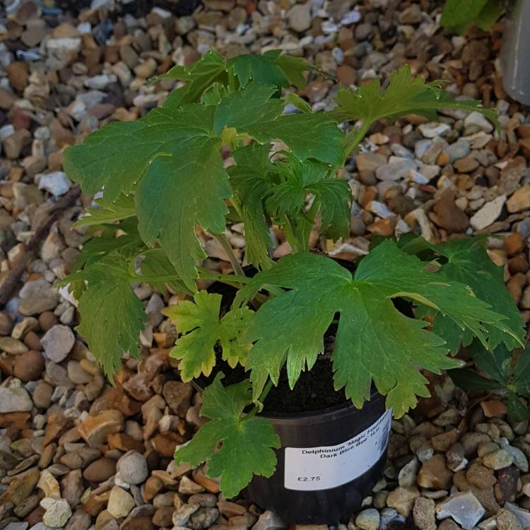 plant image 1488836