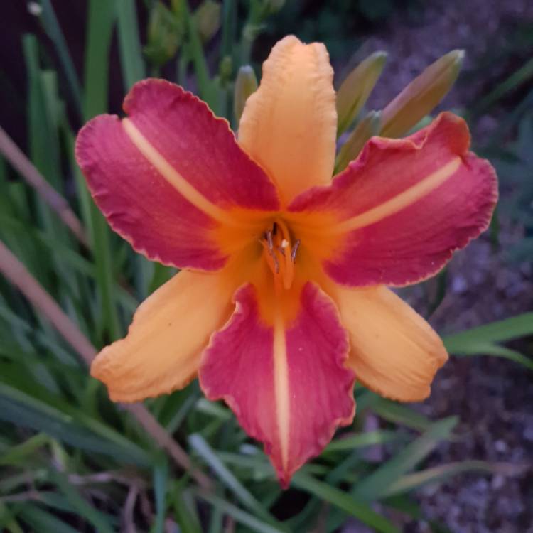 plant image 1511652 plant image 1511652