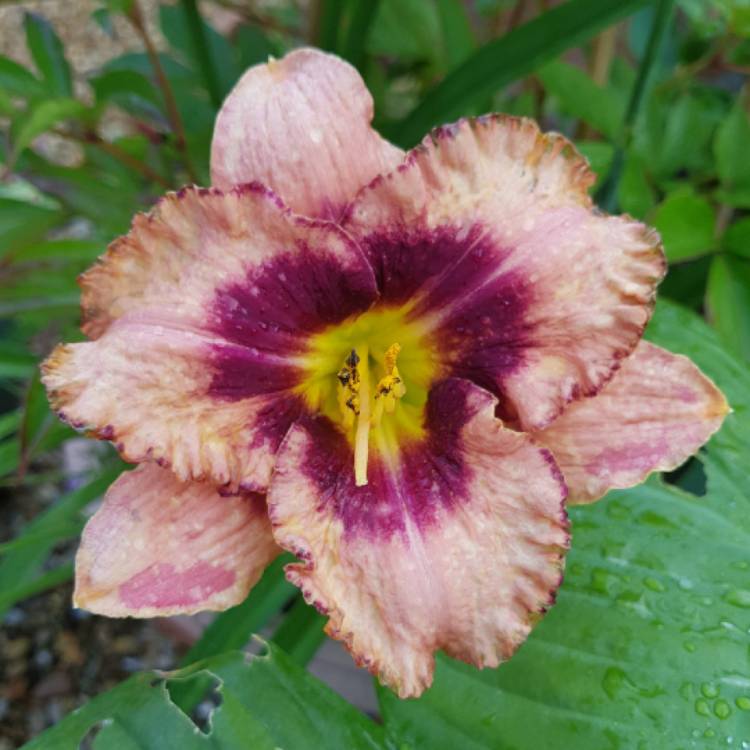 plant image 1513007