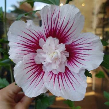 Hibiscus syriacus 'Rwoods6' syn. Hibiscus syriacus 'Starburst Chiffon'