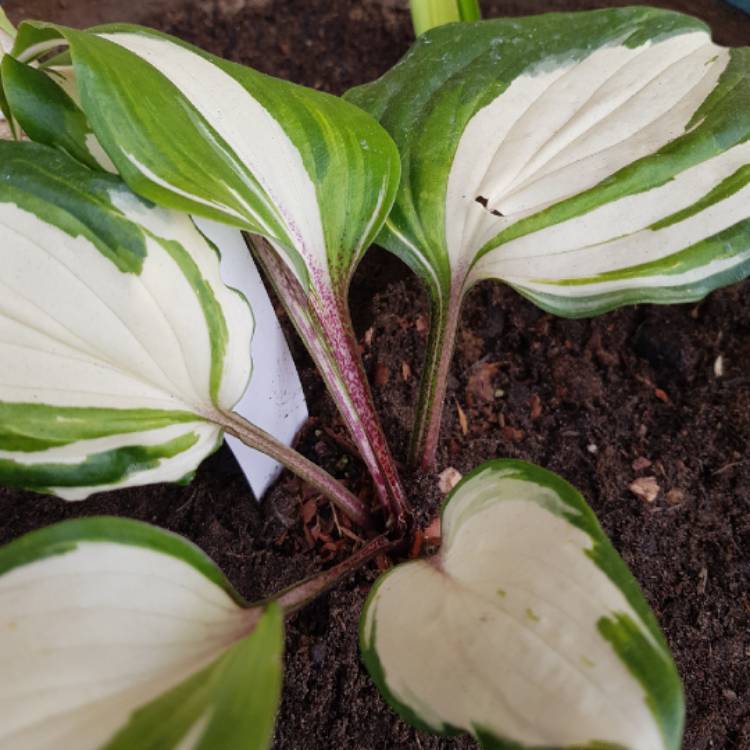 Plant image Hosta 'Raspberry Sundae'