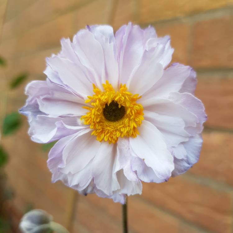 plant image 1531269