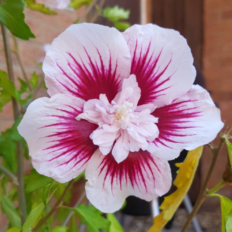 plant image 1536523