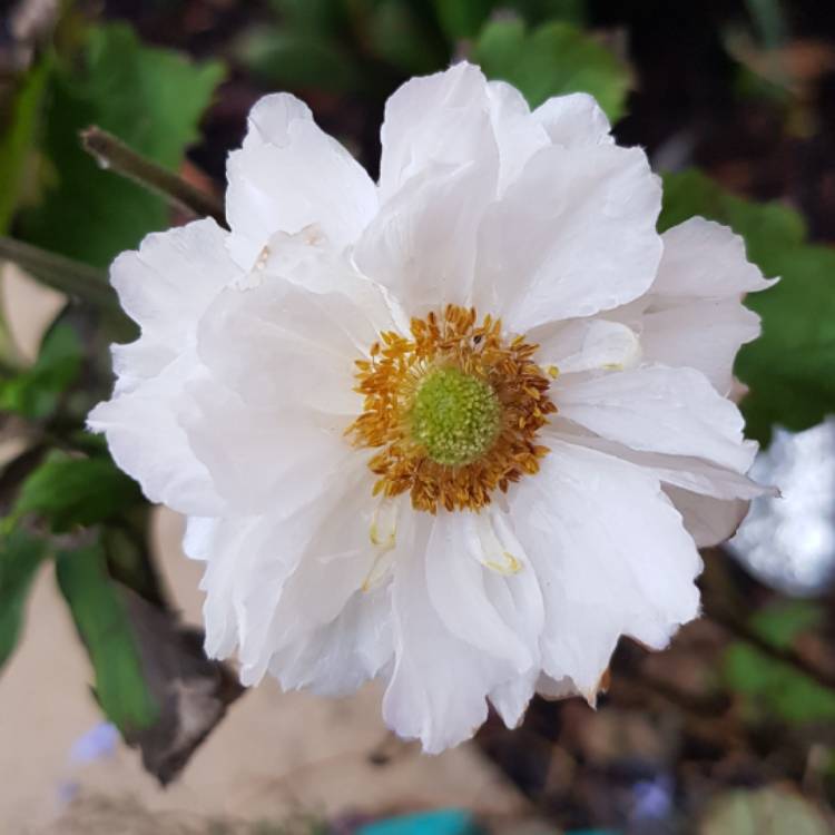 Plant image Anemone ‘Frilly Knickers'