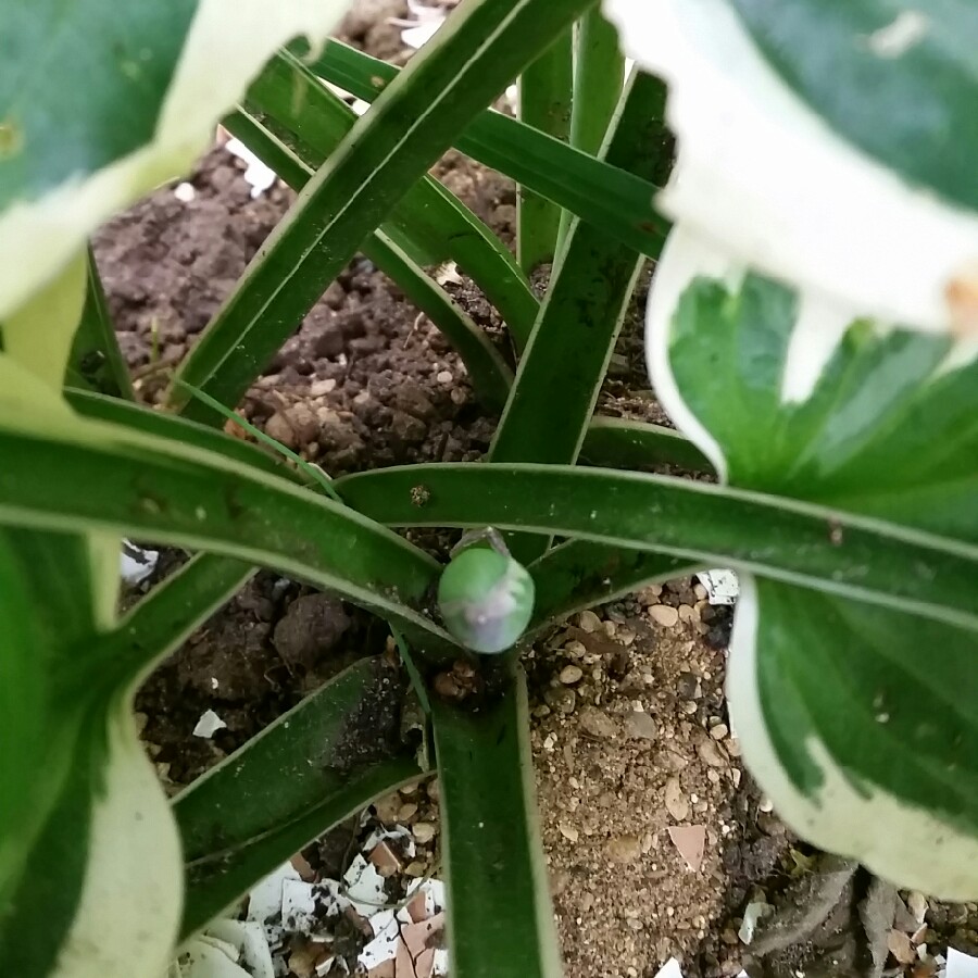 plant image 154494