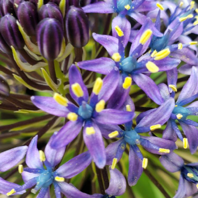 Plant image Scilla peruviana