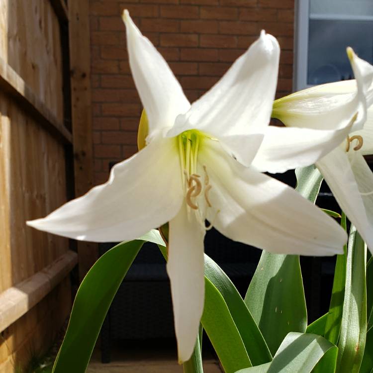 plant image 1625527 plant image 1625527