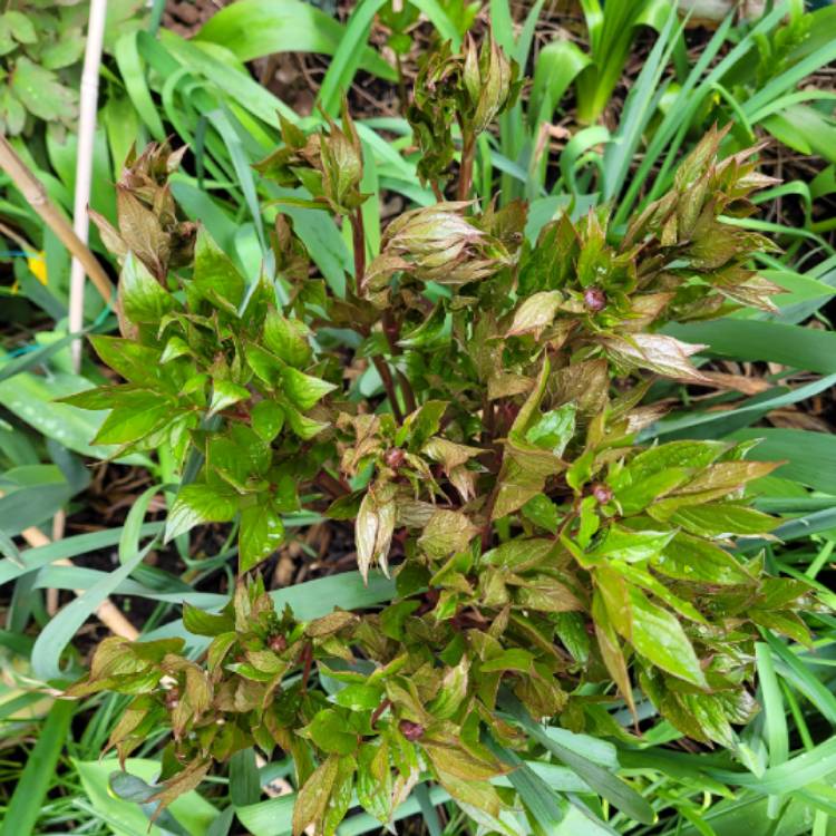 plant image 1655179 plant image 1655179