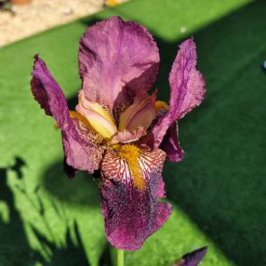 Bearded Iris 'Prince of Burgundy' (Intermediate)