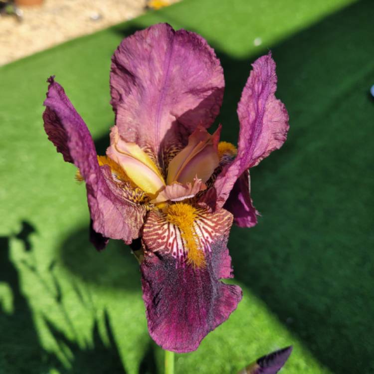 Plant image Iris x germanica 'Prince of Burgundy'