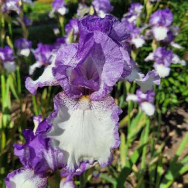 Bearded Iris 'Dancer's Veil' (Tall)