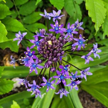 Portuguese Squill