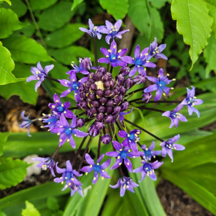 plant image 1670841