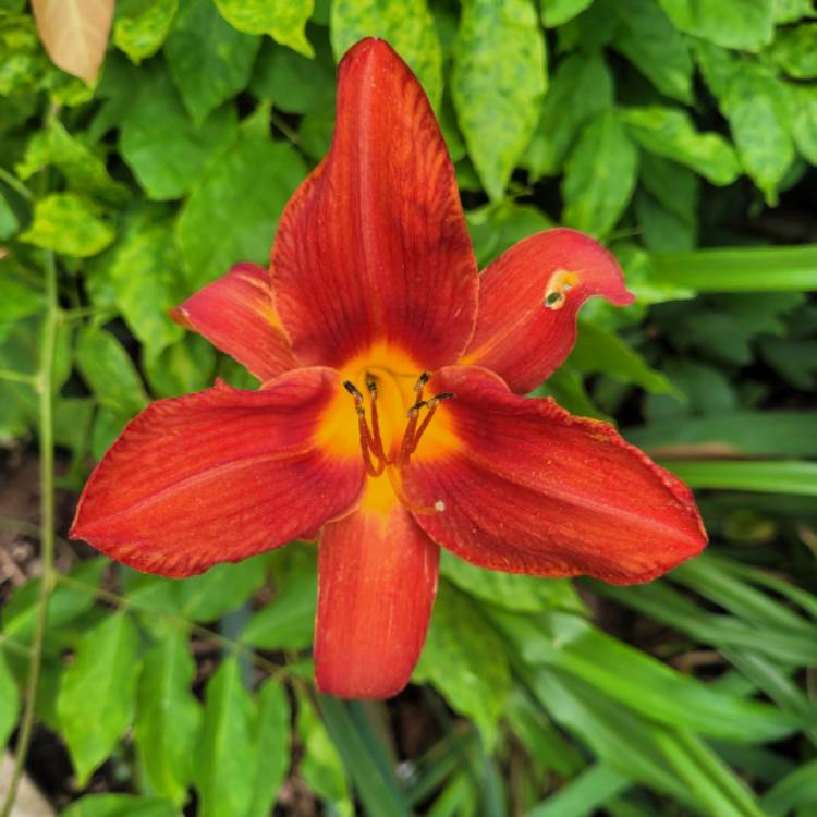 plant image 1678633