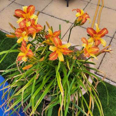 Liz (Elizabeth)'s garden