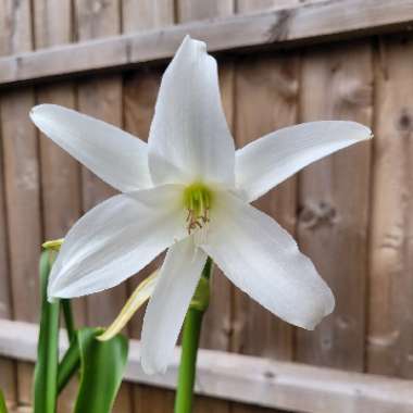 White Swamp Lily