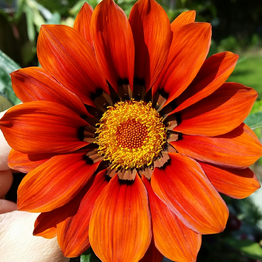 plant image 178706 plant image 178706