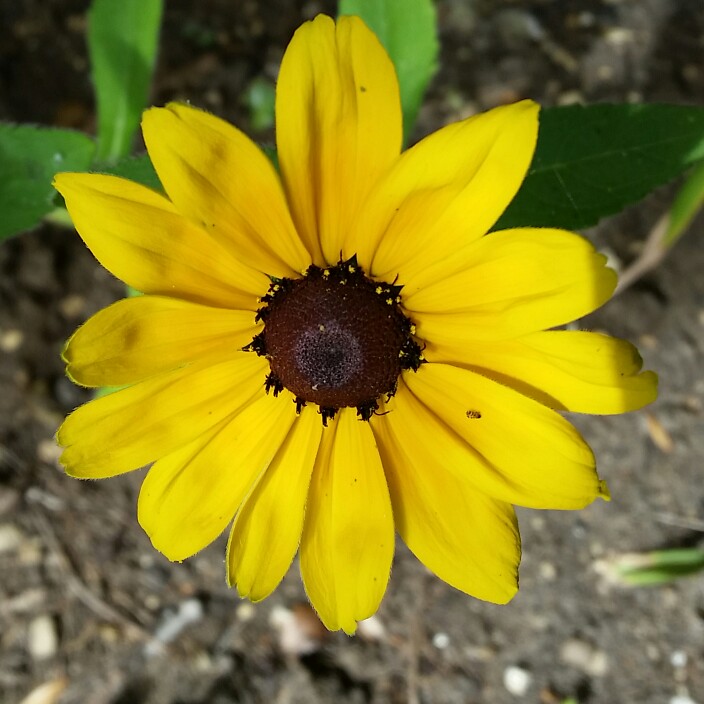 Plant image Rudbeckia