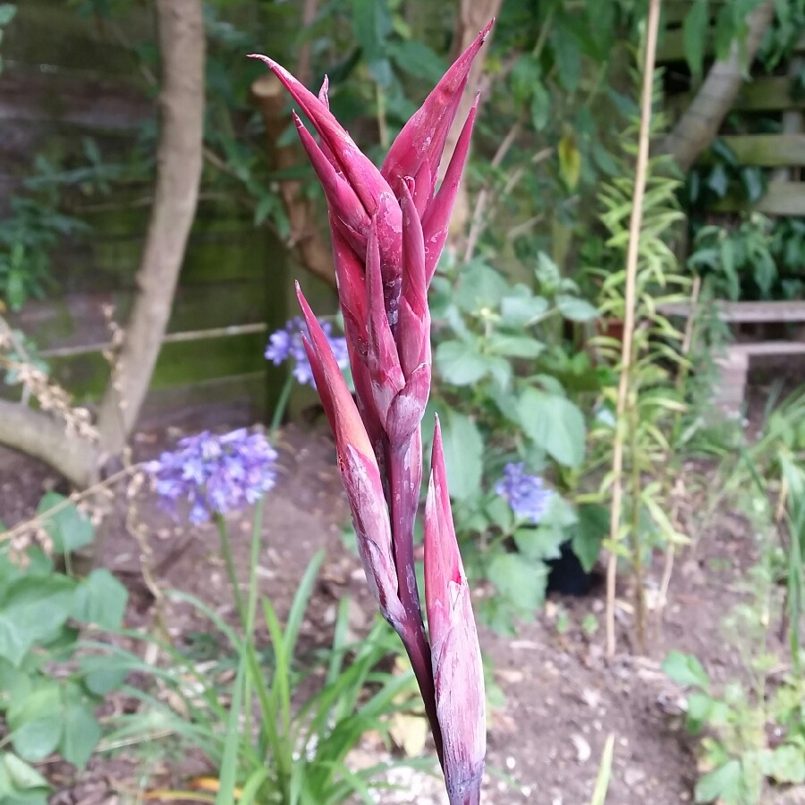 plant image 183612 plant image 183612
