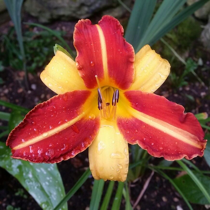 plant image 184749 plant image 184749