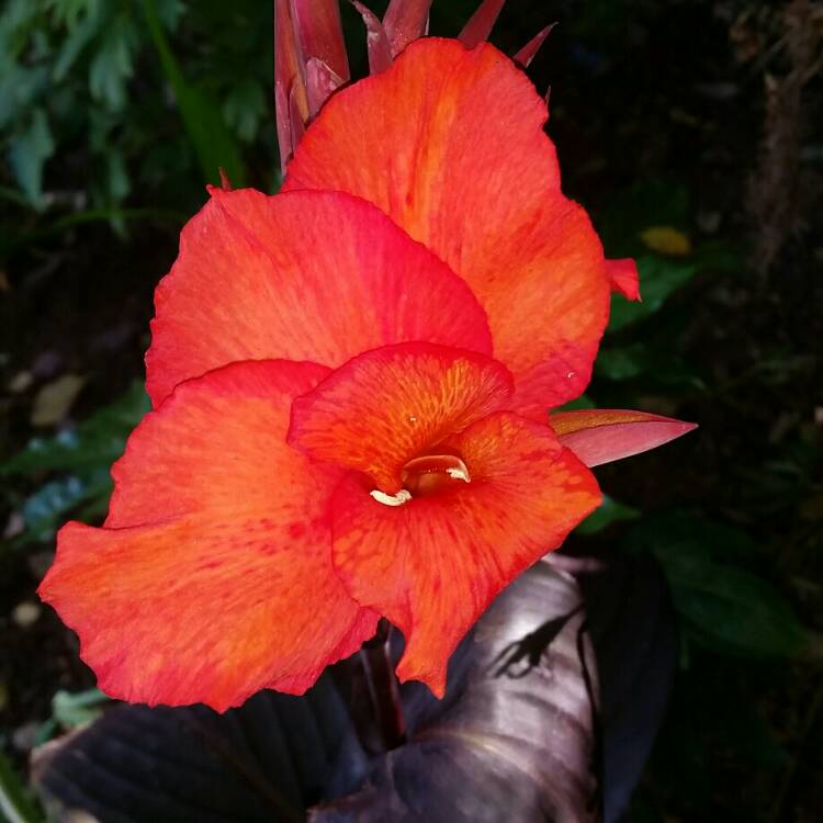Plant image Canna 'Lon01' syn. Canna 'Tropicanna Black'