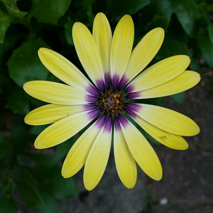 plant image 202192