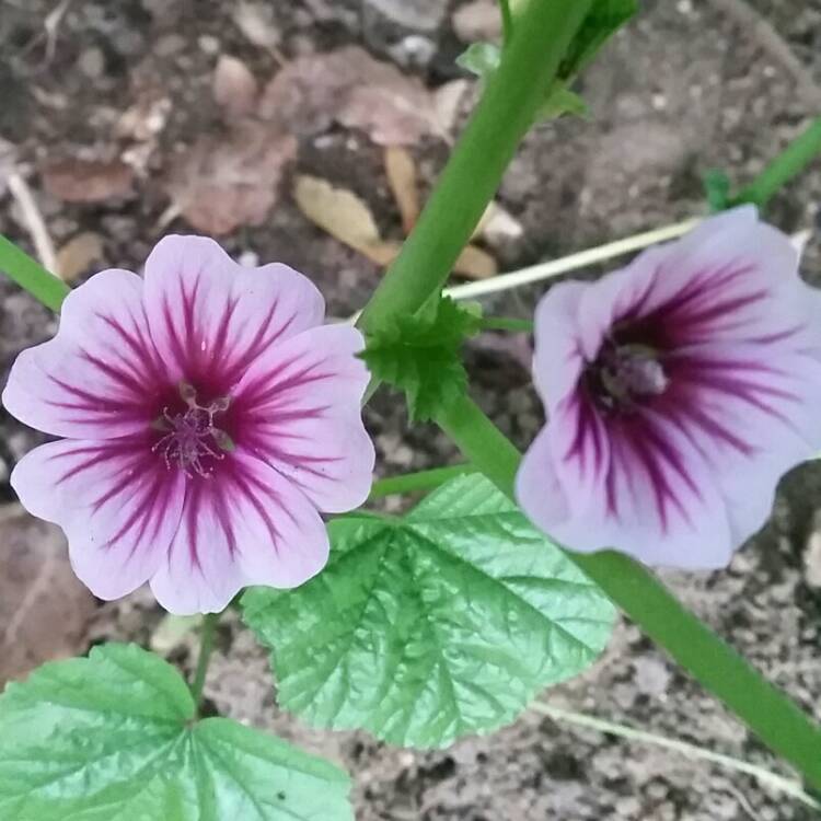 plant image 204817