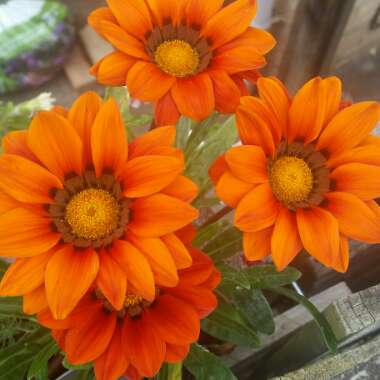Gazania