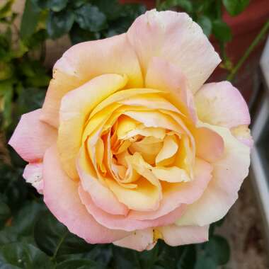 Rosa 'Madame A. Meilland' syn. Rosa 'Peace', Rosa 'Gloria Dei', Rosa 'Gioia'