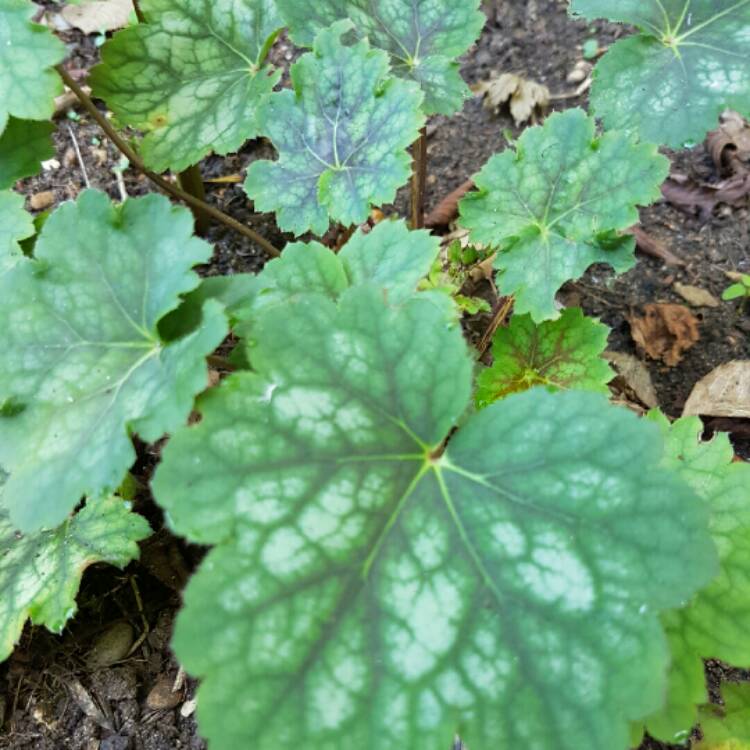 Plant image Heuchera americana 'Marvelous Marble'