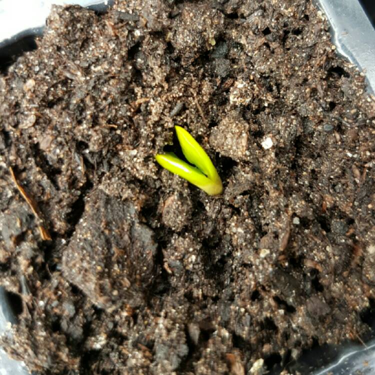 Plant image Lupinus 'Tutti Frutti'
