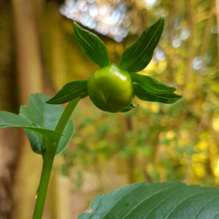 plant image 261133