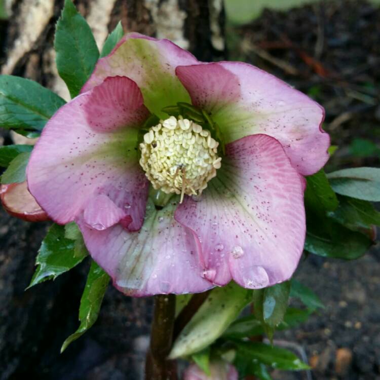 Plant image Helleborus x hybridus 'Pink Lady Spotted' (Lady Series)