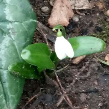 Galanthus nivalis