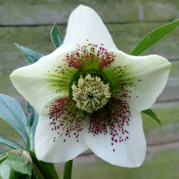 Plant image Helleborus x hybridus 'White Lady Spotted' (Lady Series)
