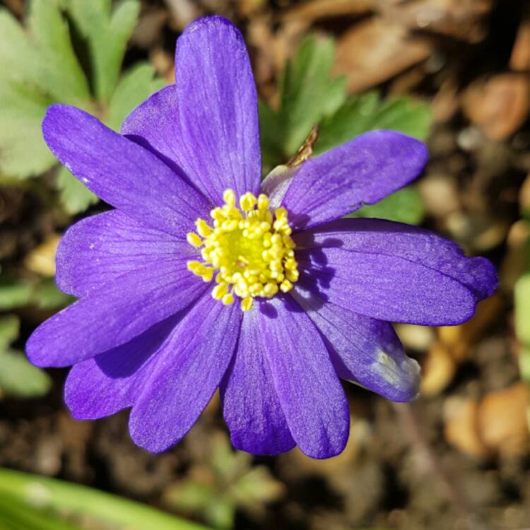 Plant image Anemone blanda 'Blue Shades'