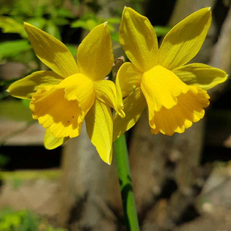 plant image 326683