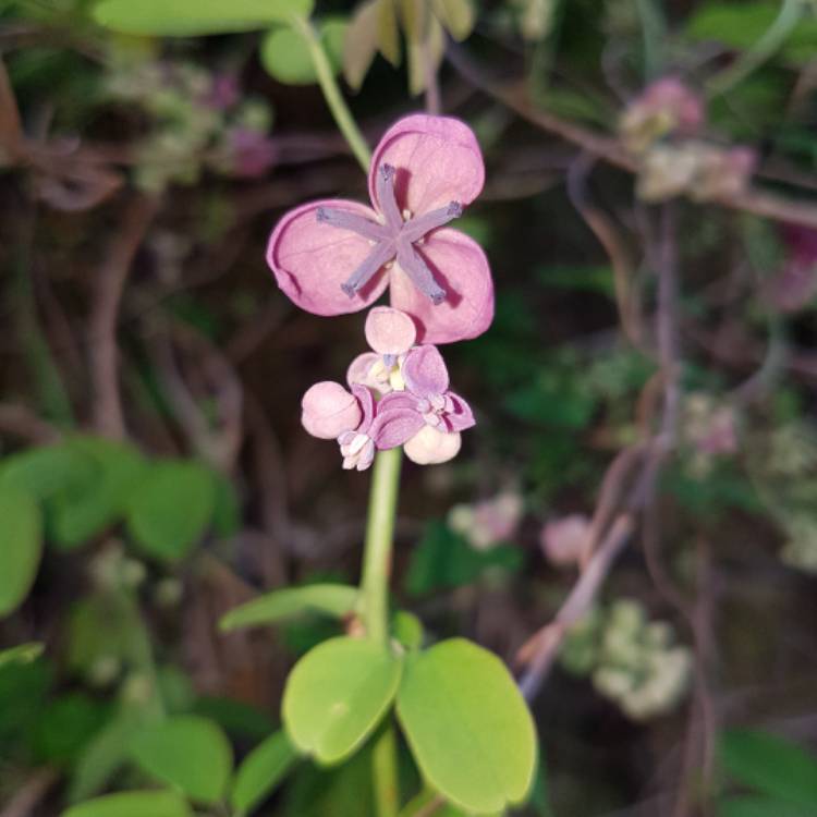 Plant image Akebia quinata