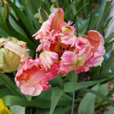 Tulipa 'Apricot Parrot'