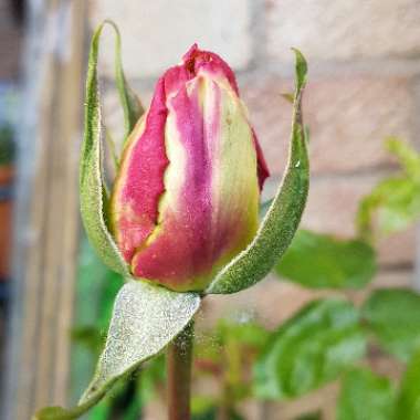 Rosa 'Madame A. Meilland' syn. Rosa 'Peace', Rosa 'Gloria Dei', Rosa 'Gioia'