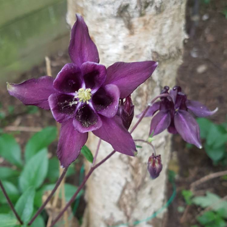 Plant image Aquilegia