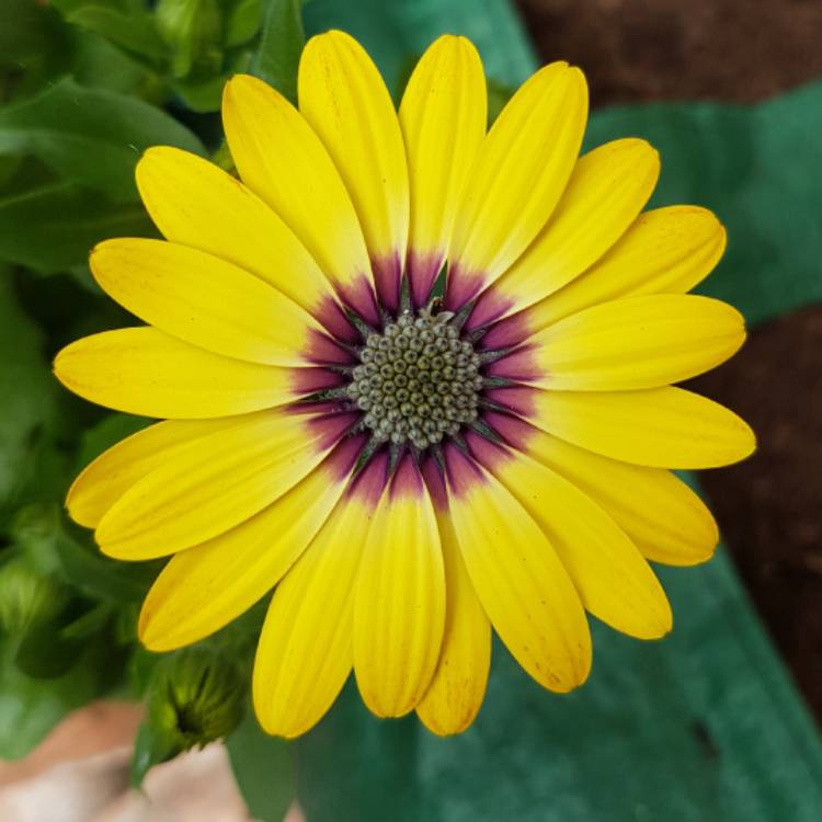 Plant image Osteospermum 'Serenity Blue Eyed Beauty'