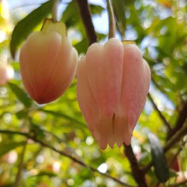 Crinodendron hookerianum syn. Tricuspidaria hookerianum