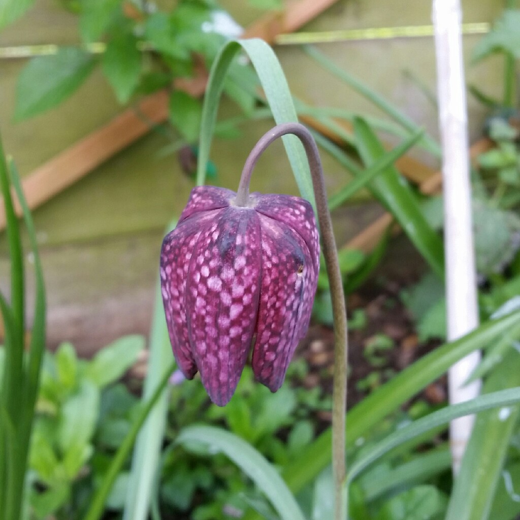 plant image 40784 plant image 40784