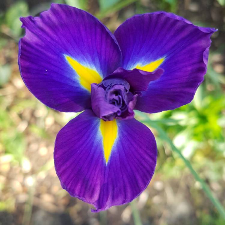 Plant image Iris x hollandica 'Blue Magic'