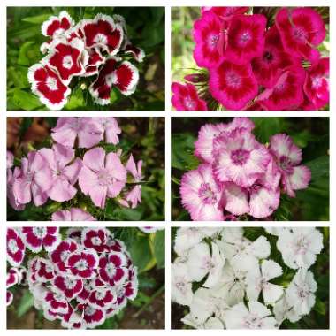 Dianthus barbatus