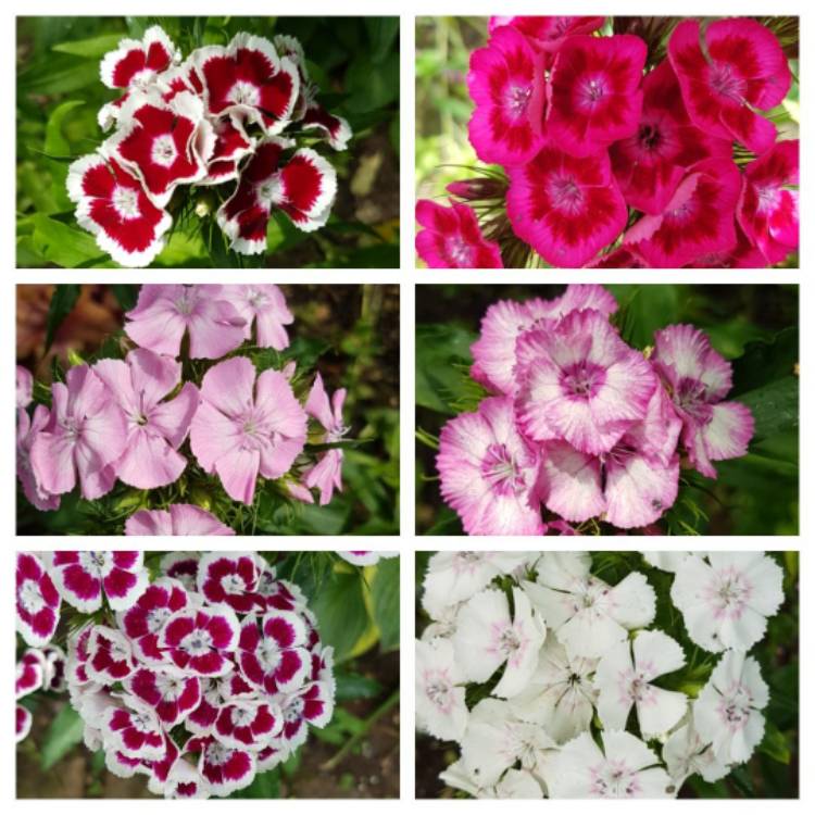 Plant image Dianthus barbatus