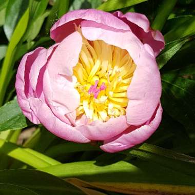 Paeonia lactiflora 'Bowl of Beauty'