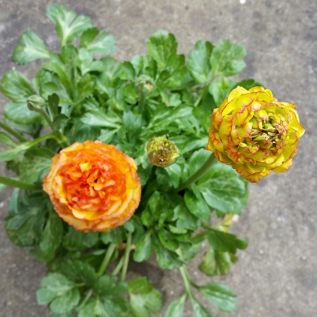 plant image 46161